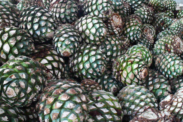 Agave pineapples the part of the agave plant used to make tequila blue agave photos stock pictures, royalty-free photos & images