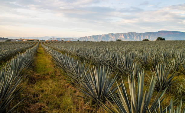 Blue Agave 1 Blue Agave fields in Tequila blue agave photos stock pictures, royalty-free photos & images