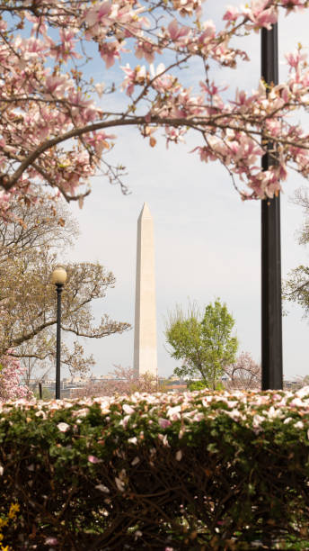 pomnik waszyngtona otoczony marcowymi wiosennymi kwiatami - day washington state vertical outdoors zdjęcia i obrazy z banku zdjęć