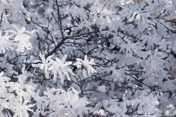 istock Background with blooming white magnolia flower 1147172269