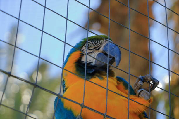 Isolated Macaw Parrot in a Cage in captivity
