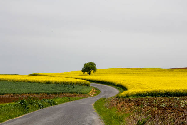 istock green yellow field and one tree 1147173884