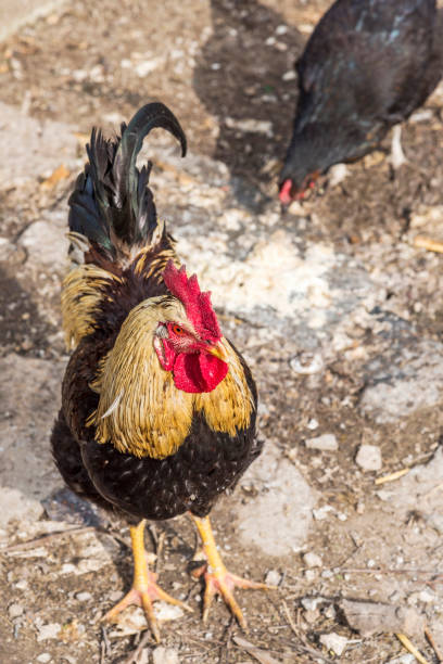 istock One rooster with chicken on soil in farm 1147173952