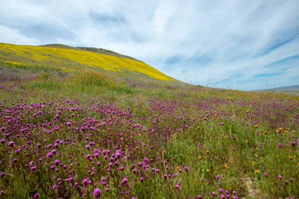 istock Flowers on a Hillside at Carrizo Plain National Monument 1147175041