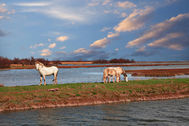 parco del delta del po, ravenna: paesaggio della palude con cavalli selvaggi al pascolo - swamp moody sky marsh standing water foto e immagini stock