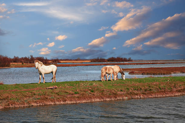 parque do delta do po, ravenna, italy: paisagem do pântano com cavalos selvagens que pastam - swamp moody sky marsh standing water - fotografias e filmes do acervo