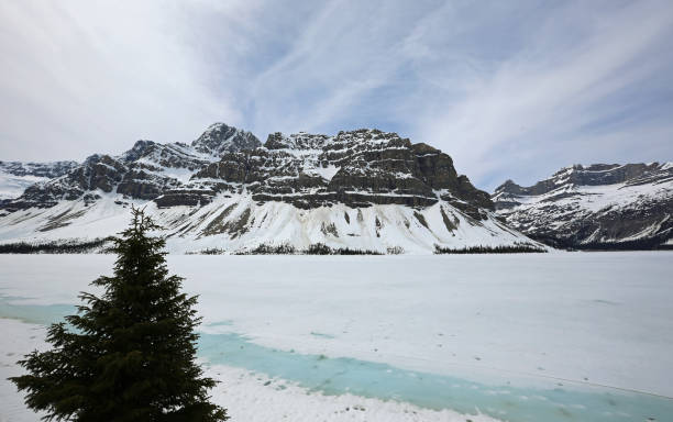 istock Spruce tree on frozen Bow Lake 1147176019