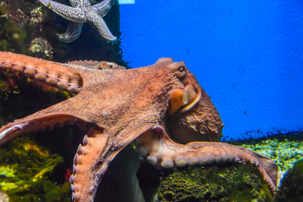 istock octopus with tentacles crawls in an aquarium on a blue background 1147177128