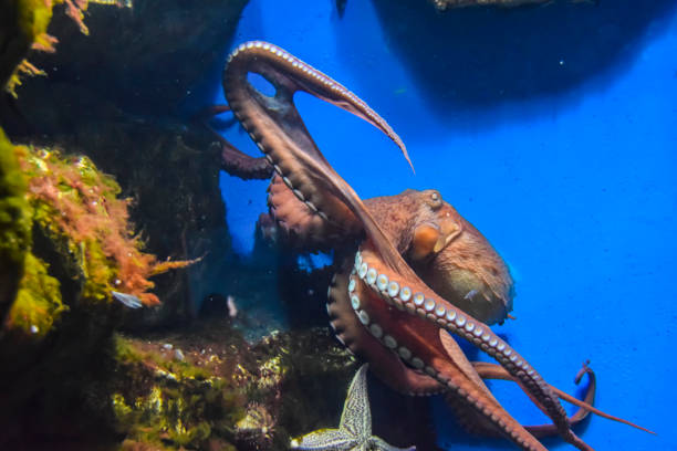 istock octopus with tentacles crawls in an aquarium on a blue background 1147177200