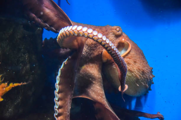 istock octopus with tentacles crawls in an aquarium on a blue background 1147177211