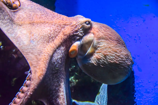 istock octopus with tentacles crawls in an aquarium on a blue background 1147177225