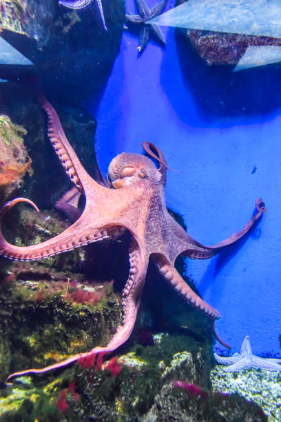 istock octopus with tentacles crawls in an aquarium on a blue background 1147177288