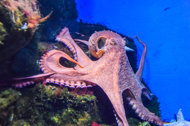 istock octopus with tentacles crawls in an aquarium on a blue background 1147177301