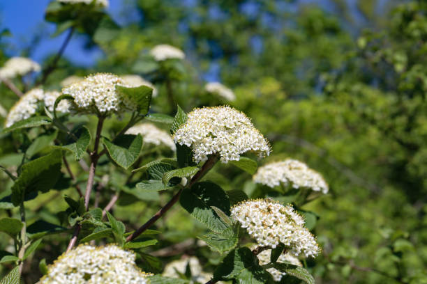 istock Flowering branch of elderberry 1147177465
