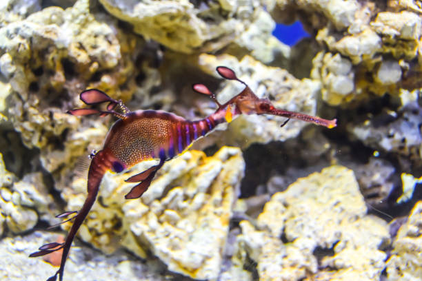 istock Phycodurus eques Seahorse-rag in corals on a blue background marine life under water 1147178096