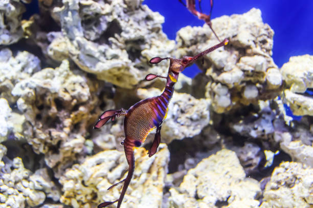 istock Phycodurus eques Seahorse-rag in corals on a blue background marine life under water 1147178104