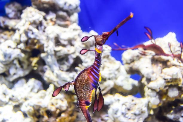 istock Phycodurus eques Seahorse-rag in corals on a blue background marine life under water 1147178109