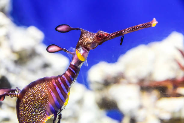 istock Phycodurus eques Seahorse-rag in corals on a blue background marine life under water 1147178118
