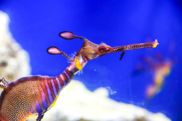 istock Phycodurus eques Seahorse-rag in corals on a blue background marine life under water 1147178123
