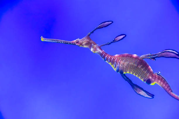 istock Phycodurus eques Seahorse-rag in corals on a blue background marine life under water 1147178128