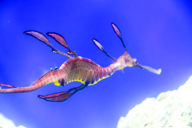 istock Phycodurus eques Seahorse-rag in corals on a blue background marine life under water 1147178134