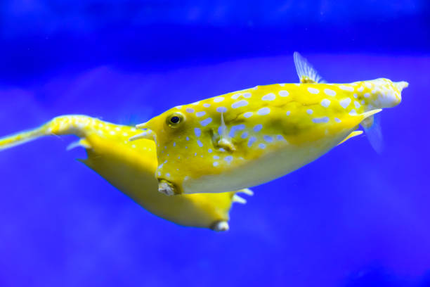 istock yellow cow fish in aquarium blue background 1147178363