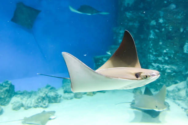 istock underwater photography  sea stingray swims on a blue background 1147178432