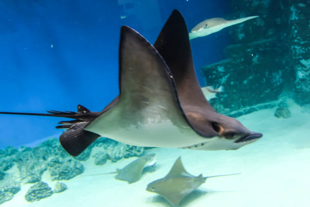 istock underwater photography  sea stingray swims on a blue background 1147178448