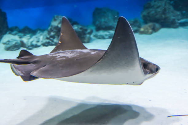 istock underwater photography  sea stingray swims on a blue background 1147178502