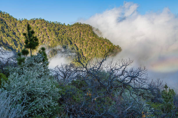 istock Landscape view under Teide National Park, Tenerife 1147181049