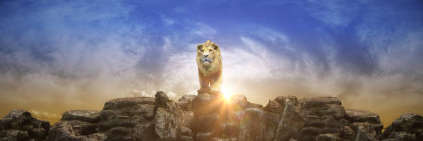 Photo of Lion at sunset. 3d rendering