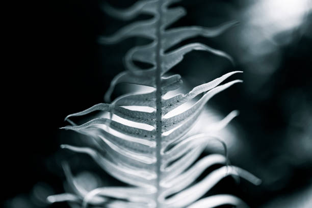 Closeup fern leaf, black and white, nature background with copy space, full frame horizontal composition