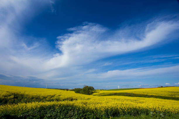 istock green yellow field one tree and windmill 1147183791