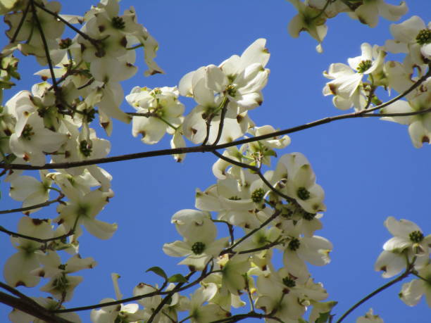 istock American dogwood 1147184086