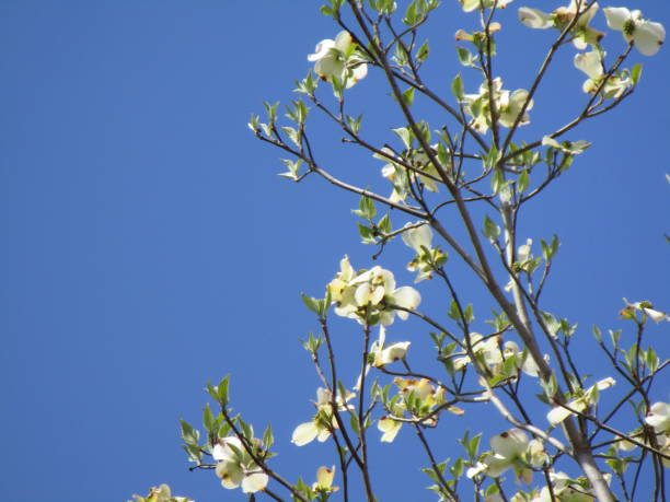 istock American dogwood 1147184171