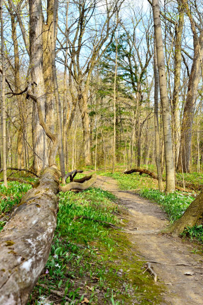 istock A wooded pathway in springtime in Wisconsin 1147187262