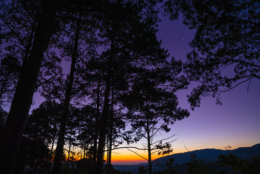 Silhouette of Pine tree before sunrise in the morning at Northern of Thailand.