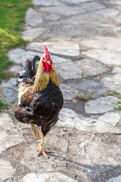 istock One rooster on grass in Farm 1147187479
