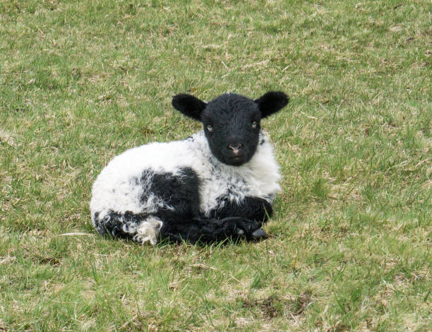 istock Black Faced Lamb on Bodmin Moor, Cornwall UK 1147188221