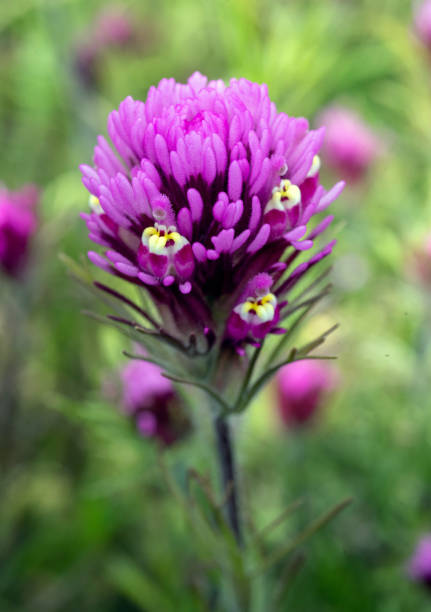 owl's clover - owl clover imagens e fotografias de stock