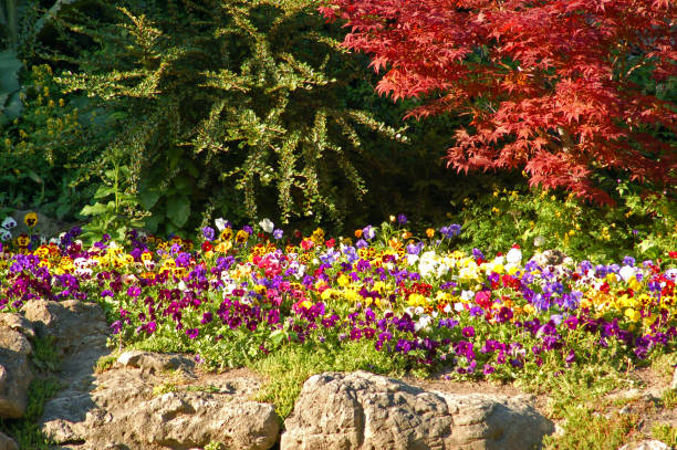 istock flowers and bushes 1147189814