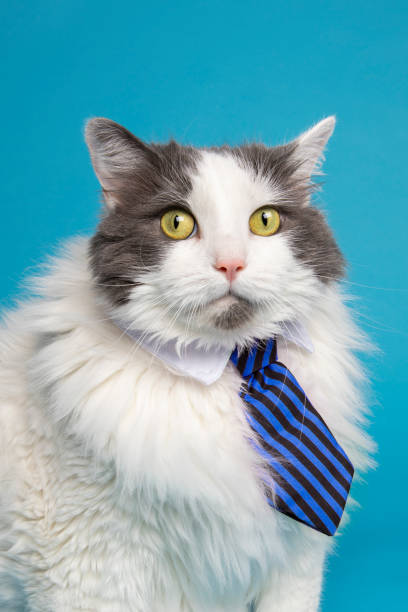 istock Business Cat Totally Stressed Out 1147190472