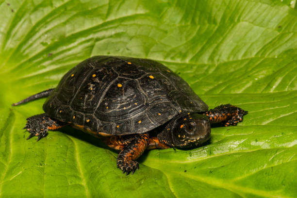 Spotted Turtle (Clemmys guttata stock photo