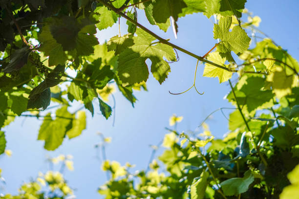 istock Lodi California Vineyards 1147192675