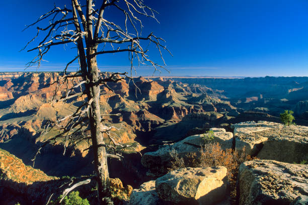 Grand Canyon National Park in Arizona View from the south rim of the Grand Canyon in Arizona barron gorge national park stock pictures, royalty-free photos & images