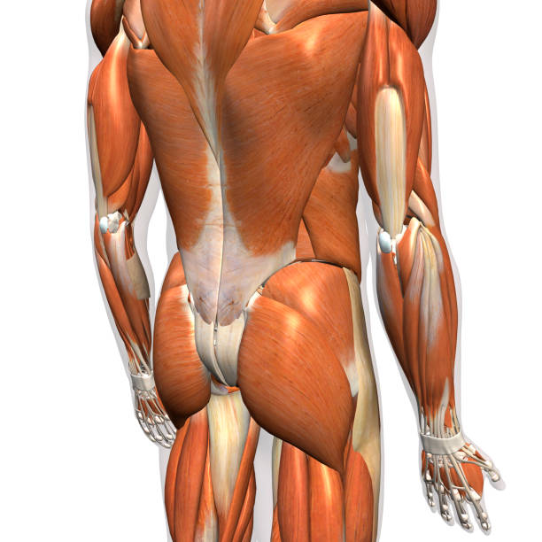 istock Male Lower Back Muscles on White Background 1147194731