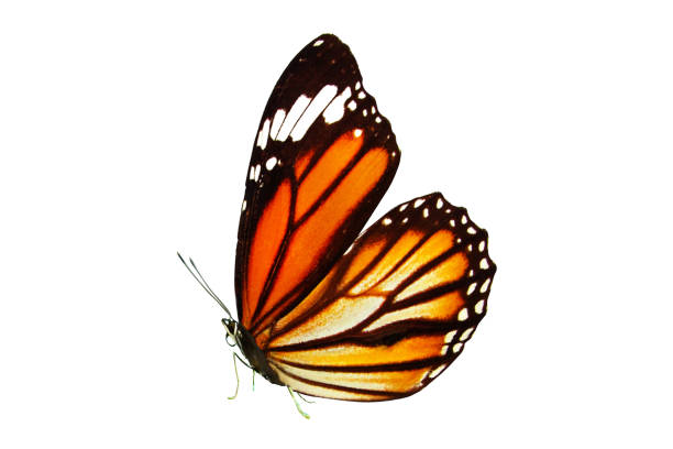 istock beautiful monarch butterfly with wings and paws. isolated on white background 1147195530