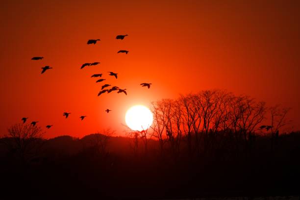 istock Miyajimanuma dyed in the sunset 1147200815