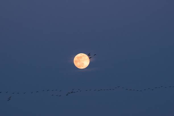 istock Magan who flies the last full moon of Heisei 1147201214