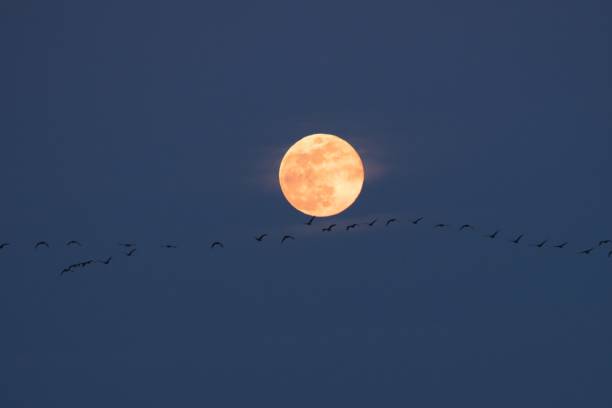 istock Magan who flies the last full moon of Heisei 1147201218